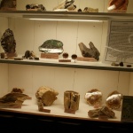 Vitrine mit versteinerten Hölzern